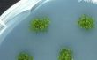 Simple algen Home CO2 Scrubber - deel II algen culturen en fokken