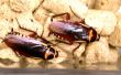 Verhogen van kakkerlakken (opzettelijk)