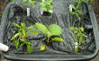 Ultieme plantaardige "EarthBox" voor goedkoop!! :) TeraHydro vakken (aka TetraHydro doos) DIY ZELFGEMAAKTE