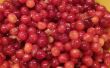 Zelfgemaakte Cherry Jam: Van boom tot Jar