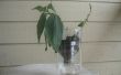 De Pop fles plant Pot---een geïmproviseerde plant pot van een pop 2-liter fles
