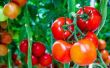 Ongebruikelijke manieren om te gebruik tomaten