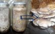 How to Grow gewone oesterzwam Spawn (Low Tech)