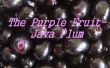 De paarse vrucht-Java pruim