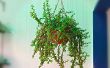 Groeien prachtig Jade plant in opknoping mand gemakkelijk