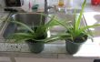Verdelen van Aloe planten