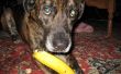 Hoe te eten van een banaan als een hond