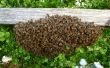 Een zwerm bijen verzamelen