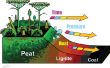 Hoe fossiele brandstoffen worden gevormd
