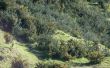 Verwijder Gorse (Ulex Europeanen) met Nieuw-Zeeland Native bush