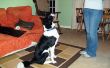 Huisgemaakte hond opleiding behandelt