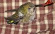 Hoe om te redden van een kolibrie