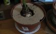 Hoe een kat baffle voor kamerplanten te maken