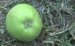 Oogsten van appels biologisch