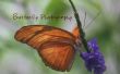 Butterfly fotografie