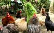 Stress in biologische kippen - het implementeren van strategieën ter voorkoming en stop stress. 