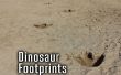 Dinosaur voetafdrukken