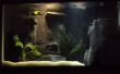 Aquarium met rivieren met aangepaste Concrete 3D achtergrond