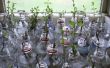 Pop fles Plant Propagator (groeiende Mint)