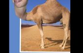 Hoe te zetten van een hoofd dat kan dan niet jou, op een kameel