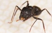 Snel en gemakkelijk Indoor/Outdoor Ant Poison