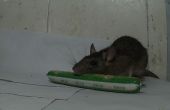 Zeg hallo met mijn kamergenoot muis met Arduino
