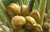 Hoe Open je een kokosnoot door Jaroslaw Gebus