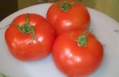 Oven gebakken tomatensoep - San Marzano van geheimen