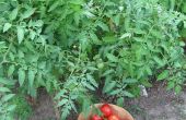 Roma zondag - 15 minuten druk ingeblikte Roma tomaten zonder Water of SAP