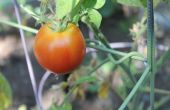 Verkiezing teken tomaat kooi