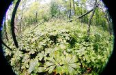 Oogsten van natuurlijke Podofyllotoxine in uw lokale forest voor gebruik bij de behandeling van genitale wratten