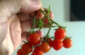Groeien cherry tomaten uit stekken. Een gids van newbie. 