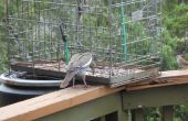 De Big Bird en de eekhoorn bewijs Vogelhuis/waterbak