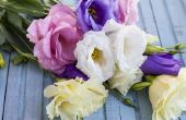 Charme toevoegt aan uw tuin met zomerbloemen