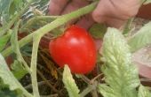 Tomaat Gardening - zaden aan de Fruit