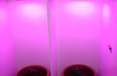 Hoge licht planten binnenshuis zonder hydrocultuur groeien