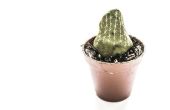 Turning onvolgroeide planten in mooie Cactus! 
