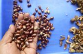 Castor olie: Deel 1-hoe u kunt groeien en oogsten van bonen van Castor olie Plant