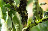 Biologische knoflook infusie tegen Plant luizen Black bladluis
