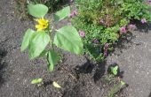Heeft Miracle-Grow echt invloed op de groei van de zonnebloem plant tijdens kieming en de vroege stadia van groei van de plant na? 