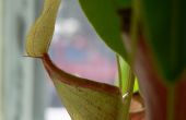 Nepenthes bekerplant potgrond Mix van kras