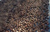 Black Walnut oogsten & verwerking