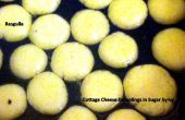 Kwark Dumplings in suikerstroop of Rasgulla