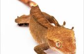 Crested Gecko Care