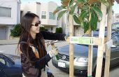 Hoe krijg ik een boom op uw blok in San Francisco