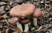 Hoe om te beginnen met uw zeer eigen tuin Giant Mushroom Patch! 