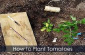 Tomatenplanten - aanplant van koppelverkoop Up en groeiende gids