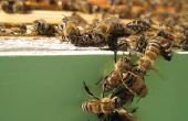 Honing van de oogst en de winning
