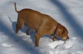Hide and Seek traktaties van de hond in de sneeuw! 