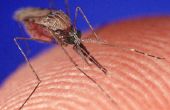 How to get rid van muggenbeten